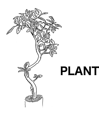 PLANT｜観葉植物